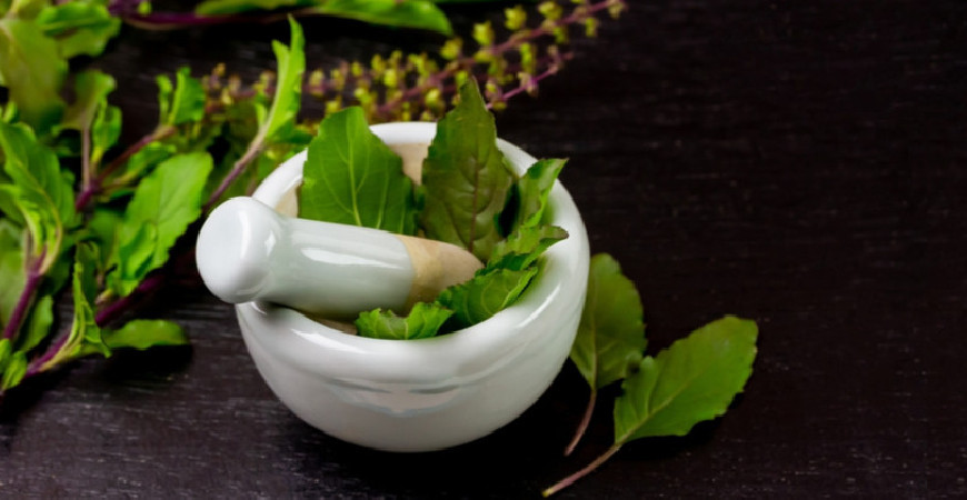 Tulsi – święte zioło i jego zastosowanie