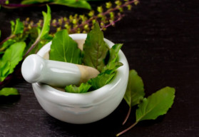 Tulsi – święte zioło i jego zastosowanie